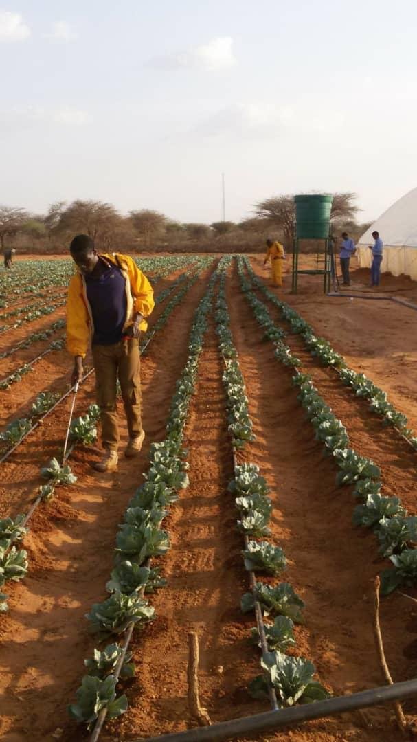 Farming Image 12